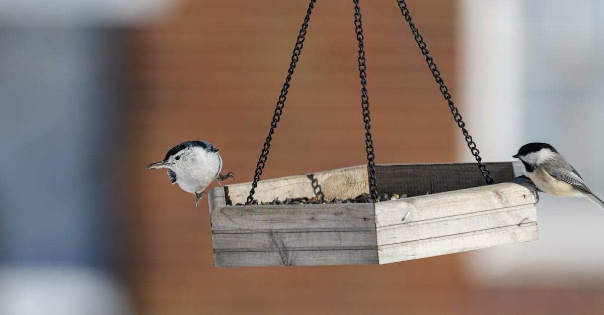 Black-capped chickadees perched on a rustic wooden bird feeder outdoors.