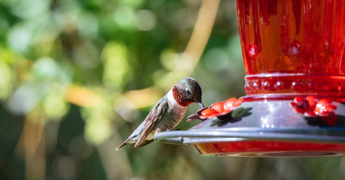 A vibrant ruby-throated hummingbird feeding on a bright red feeder amidst lush green garden foliage.